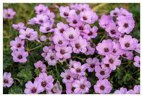 3 x Geranium cinereum 'Ballerina' (Winterhart/Stauden/Staude/Mehrjährig/Immergrün) Aschgrauer Storchschnabel - Kleines Blütenwunder mit großer Wirkung - sehr Bienenfreundlich - von Stauden Gänge