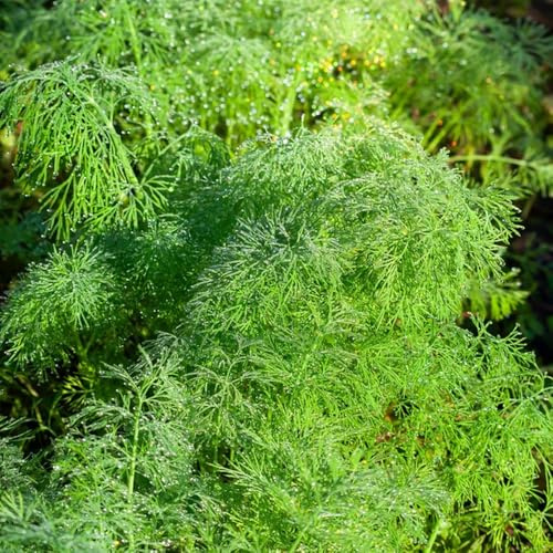 semillas de eneldo orgánico de jardín rocas jardín orgánicas, resistentes interiordecoración sala 1000pcs