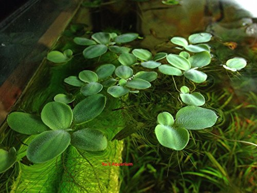 Lot de 12 plantes aquatiques flottantes pour aquarium