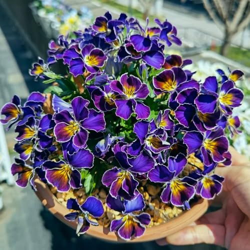 semi di viola del pensiero resistenti - decorazione del balcone violetta cornuta da giardino perenni 350pcs