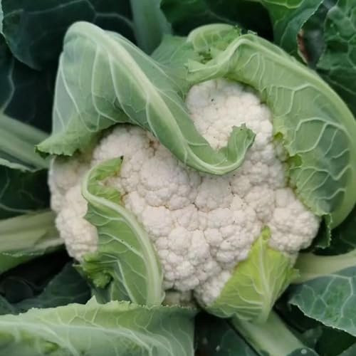 semi di cavolfiore biologici, rari di vecchie varietà interno, balcone 250pcs