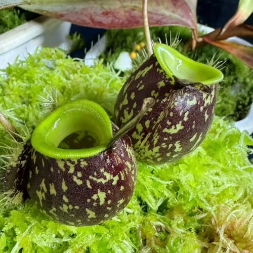NepenthesSamen, Nepenthes mirabilis, pflanzensamen zimmerpflanzen Fleischfressende Kannenpflanze, garten gartenpflanzen winterhart seltene exotische 100pcs
