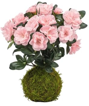 Kokedama Natural Azalea Rododendro Planta Viva Interior | DECOALIVE