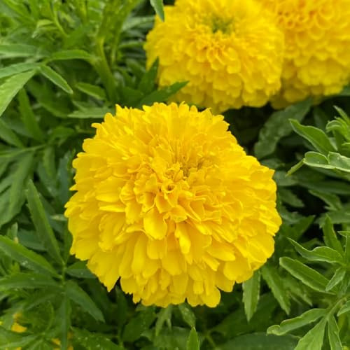 Semi di calendula biologici - decorazione esotica vecchie varietà resistenti giardino 800pcs
