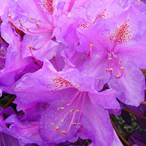 Rhododendron 'Lee'S Dark Purple' 40-50 cm en conteneur