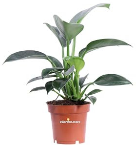 Pianta di Filodendro Green Princess Pianta di Philodendron Green Princess pianta da interno pianta tropicale pianta ornamentale di Philodendron pianta vera di Filodendro da eGarden.store (Vaso 12 cm)