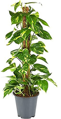BloomPost Epipremnum Pinnatum sur Mosspole - 70-80 cm Plante d'Intérieur - Plantes d'Intérieur Faciles d'Entretien Pour la Maison et le Bureau - Plante Purificatrice d'Air - Dans le Pot de Culture