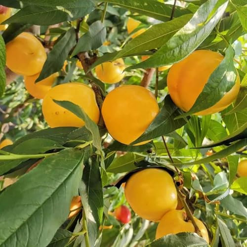 pfirsichbaum kaufen samen baumsamen, pflanzen für sonnige plätze pfirsich baum samen obstbäume, bäume garten winterhart säulenobst balkonpflanzen bonsai baum, balkonpflanzen winterhart 20pcs