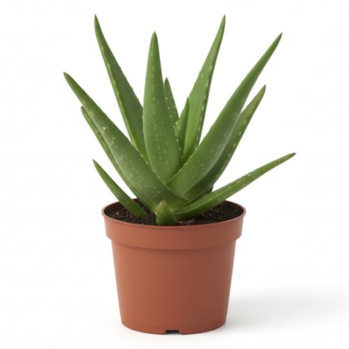 Aloe Vera in Vaso 18 cm | Pianta Grassa Succulenta Ornamentale da Interno ed Esterno | Facile da Coltivare, Robusta e Resistente | Decorativa