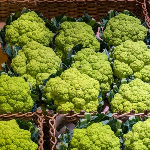 Semi di cavolfiore - raro vecchie varietà di verdi sostenibili resistenti per giardini rocciosi resistenti giardino sul balcone 300pcs