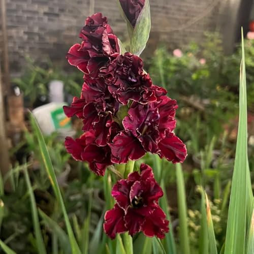 gladiolen zwiebeln winterhart mehrjährig, mini gewächshaus fensterbank,balkonpflanzen blumen,pflanzen für garten balkonpflanzen winterhart,outdoor pflanzen balkon,schnellwachsende 3pcs