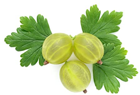 Fruit Plants - Gooseberry 'Ribes Invicta' - 1 x Large Plant in a 3 Litre Pot - Garden Plants - Outdoor Plants - Gooseberry Plant - Garden Ready + Ready to Plant - Premium Quality Plants