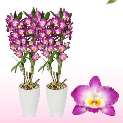 Orchidée Bambou Dendrobium Nobile Purple Passion - 2 Plante Intérieur | Naturelle, 30-40 cm, Avec fleurs et parfumées, Naturelle Plante de Hollande (pas de graines, non artificielle)