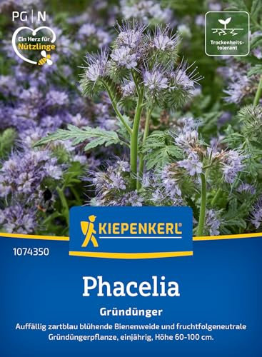 Kiepenkerl Phaceliasamen Bienenfreund 1074350 - Phacelia Gründüngung mit zartblau blühender Bienenweide - circa 60-100cm - Wildblumensamen, Blumenwiese, Saatgut