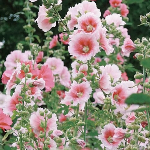 malvas, malva real - de primavera, resistentes en semillas de malva real Decoración orgánica balcón semillas silvestres sombra 250semillas
