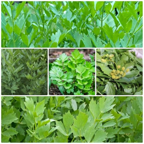 semi di levistico resistente - giardino 500pcs