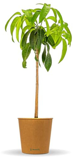 Bloomify® Mangobaum Marta | 90-100 cm hohe selbstfruchtende Mango Pflanze für Kübel oder als Zimmerpflanze | Pflegeleichter Baum & leckere Früchte