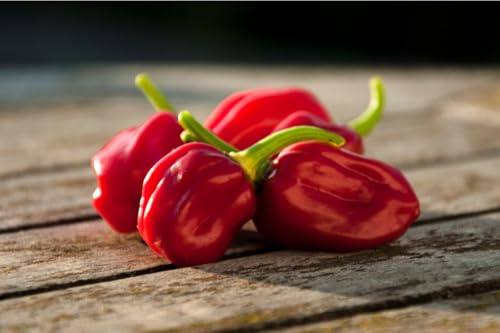 Semi peperoncino HABANERO In Busta Ermetica MADE IN ITALY Qualità superiore con 95% di germogliazione con istruzioni