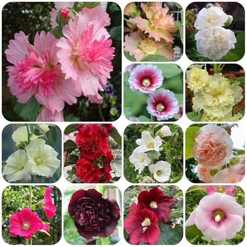 semi di malvarosa perenne resistente, malvarosa, per il giardino, resistenti per aiuole rialzate, giardino, 250pcs
