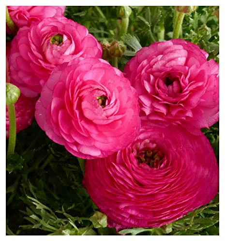 10 x Ranunculus Pink Summer Flowering Bulbs Persian Buttercup Aviv Peony Shaped Cut Flowers Hardy Garden Perennial Corms Size 6/7