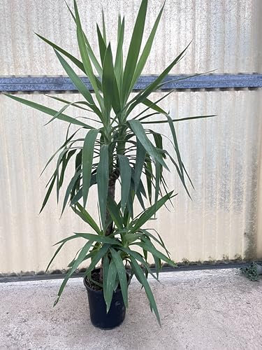 Pianta di Yucca, 2 tronchi H130cm. Pianta vera da appartamento. Ornamentale da internisti