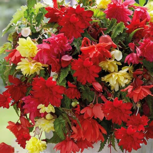 2 x Begonia Pendula – Red & Yellow Blooms – Summer Flowering Bulbs - for Hanging Baskets & Containers – Perennial – for Your Beautiful Garden