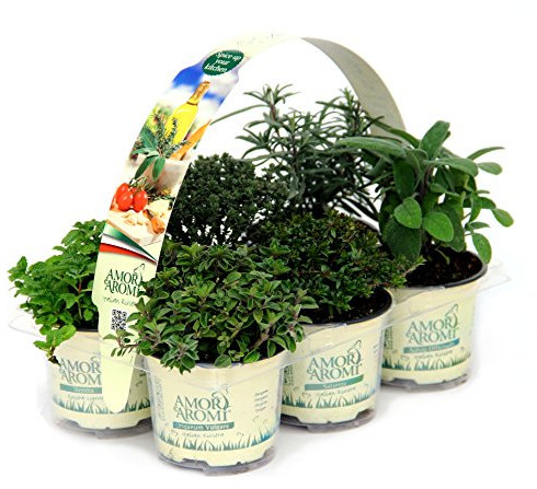 12 Piante in vaso di erbe aromatiche fresche per cucina italiana