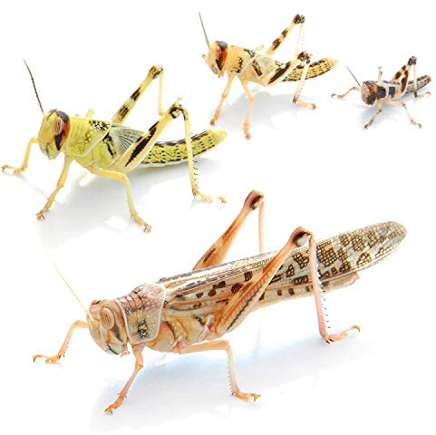 Wüstenheuschrecken mittel 50 STK. - Futterinsekten