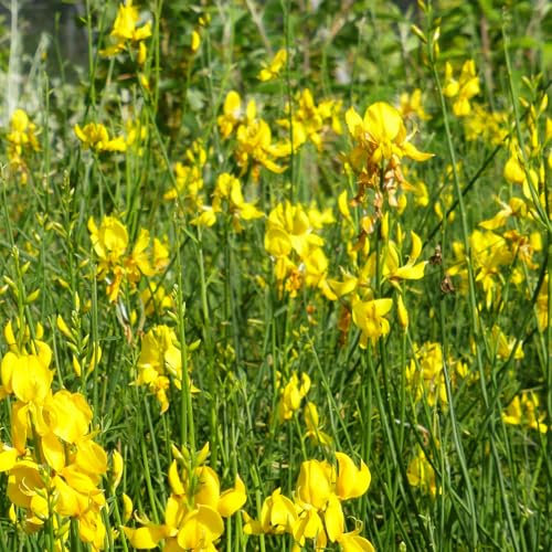 Ginestra di spagna, 2 piante alte 60/80 cm, vaso Ø15, spartium junceum