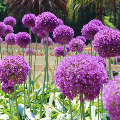 bulbos allium - bulbos decoracion balcón resistentes jardín temprana resistentes para jardín, puerro gigante balcón 15pcs