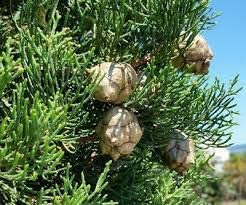 Cupressus lusitanica Bianco Cedro Semi conifera sempreverde robusto marrone corteccia (10)