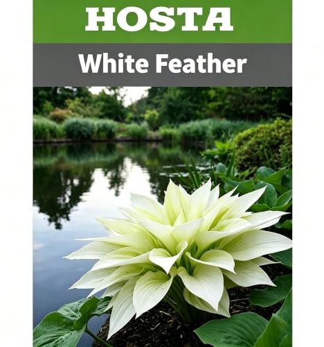Farbenreiche Hosta Rhizome, Großpackungen verfügbar, Fachgerecht gezüchtet, Stilvolle Gartenverschönerung, Innen & Außen geeignet-3 hosta-b