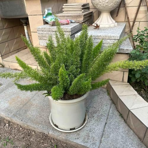 200 pcs Asparagus densiflorus Samen - Fuchsschwanz Farn - pflanzen deko seed winterharte stauden mehrjährig ausgefallene geschenke zimmerbonsai bonsai deko wohnzimmer modern winterharte