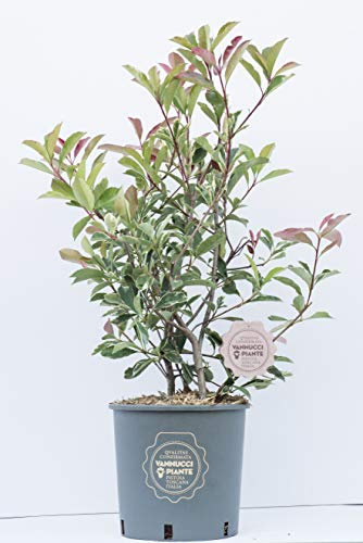 Vannucci Piante - Photinia x fraseri Pink Marble, Cespuglio, Pianta vera in vaso, Pianta da siepe, Pianta da terrazzo