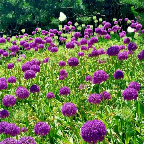 bulbos ajo ornamental jardín de decorativas jardín del balcón silvestres de bonsái decoración oficina primavera decoración puerro gigante 20pcs