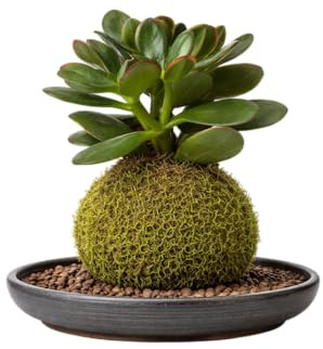 Kokedama Suculenta Jade DECOALIVE Planta Viva con Musgo Natural