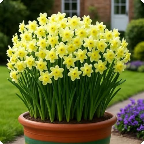 NMYHKD Decoraciones de jardín con narcisos – Inspiración Natural para Crear ambientes acogedores-2bulbos-C