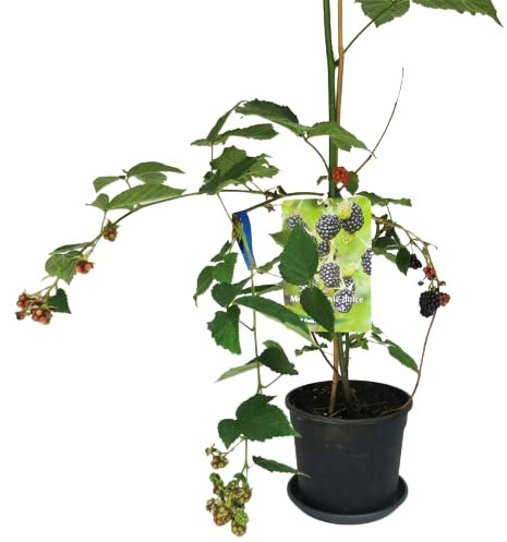 Planta Natural de Zarzamora una Excelente Opción para los Amantes de la Jardinería y la Alimentación Saludable