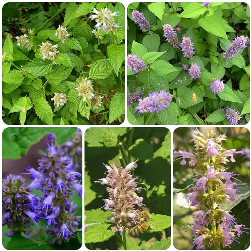 Semillas de ortiga fragante - resistentes para el jardín Agastache foeniculum - de jardín de rocas 500pcs