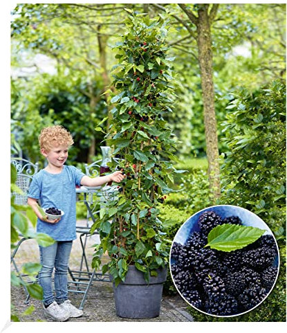 BALDUR Garten Maulbeere BonBon Berry®, 1 Pflanze, Morus rotundiloba, Mojobeere, Beerenobst, selbstfruchtend, trägt im ersten Jahr Früchte, winterhart, mehrjährig