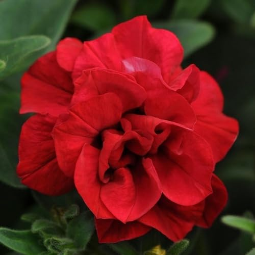 100 piezas de semillas de petunia rellenas rojas
