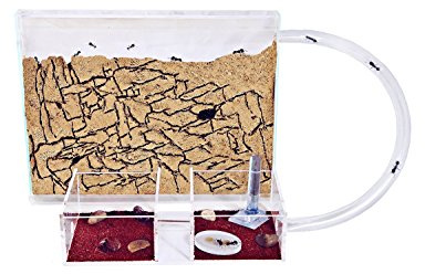 AntHouse - Natural Sand Ant Farm | Medium Kit (Sandwich + Forage Box)