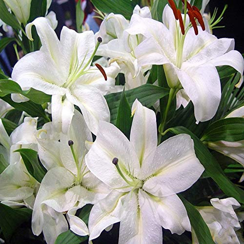 Bulbes de Lys Oriental Vivaces - Plantes en Pot ou Jardin Description Fleurs (2, blanc)