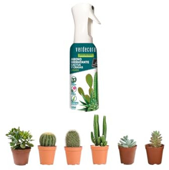 Verdecora Pack 6 Cactus y Crasas naturales en maceta de Ø5,5cm (altura total aproximada 5cm) + Abono Hidratante Cactus y Crasas