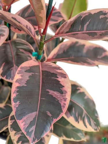 Ficus Elastica Ruby Natural Planta de Interior Ideal para Decorar el Salón - Tamaño Grande