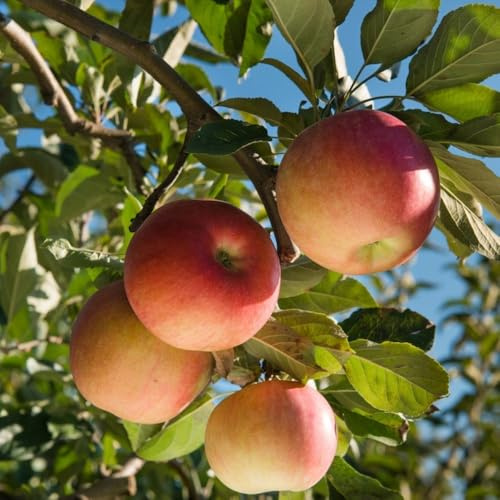 PIANTA DA FRUTTO MELO Compatible with FUJI in vaso 24 età 3/4 anni