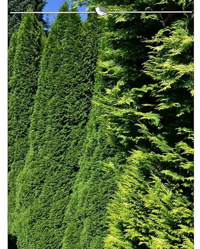 Thuja Smaragd 180-200 cm. 7 Lebensbäume. Immergrün, Winterhart, Sichtschutz