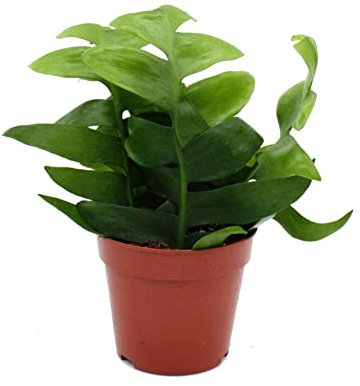 Exotenherz - Epiphyllum anguliger chrysocardium - Sägeblatt-Kaktus - 12cm