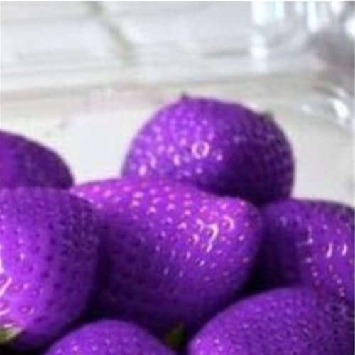 kiskick 100 Semi di Fragole Dolci Multicolori, Giardino Domestico, Fattoria, piantagione di Piante da frutto, coltiva Il Tuo Giardino di Erbe aromatiche Viola Semi di Fragola