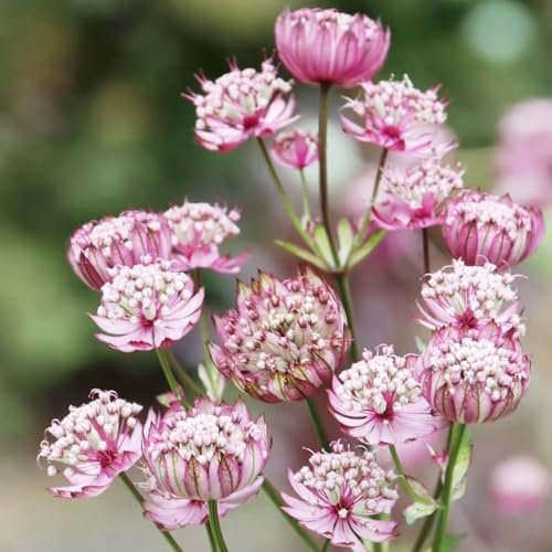 Comprar semillas de masterwort, interior Astrantia mayor - exterior resistentes balcón mariposas jardín rocas 250pcs